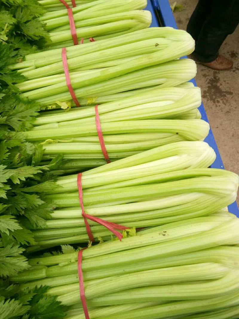 山东芹菜商河芹菜西芹法国皇后精品通品常年有货产地直采
