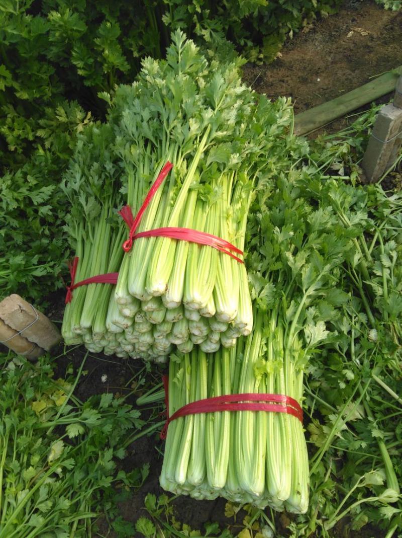山东芹菜商河芹菜西芹法国皇后精品通品常年有货产地直采