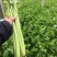山东芹菜商河芹菜西芹法国皇后精品通品常年有货产地直采