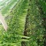 山东芹菜商河芹菜西芹法国皇后精品通品常年有货产地直采
