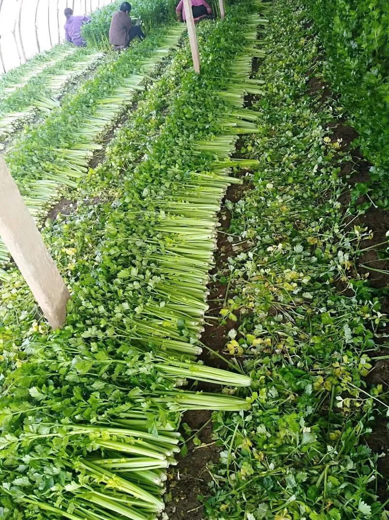 山东芹菜商河芹菜西芹法国皇后精品通品常年有货产地直采