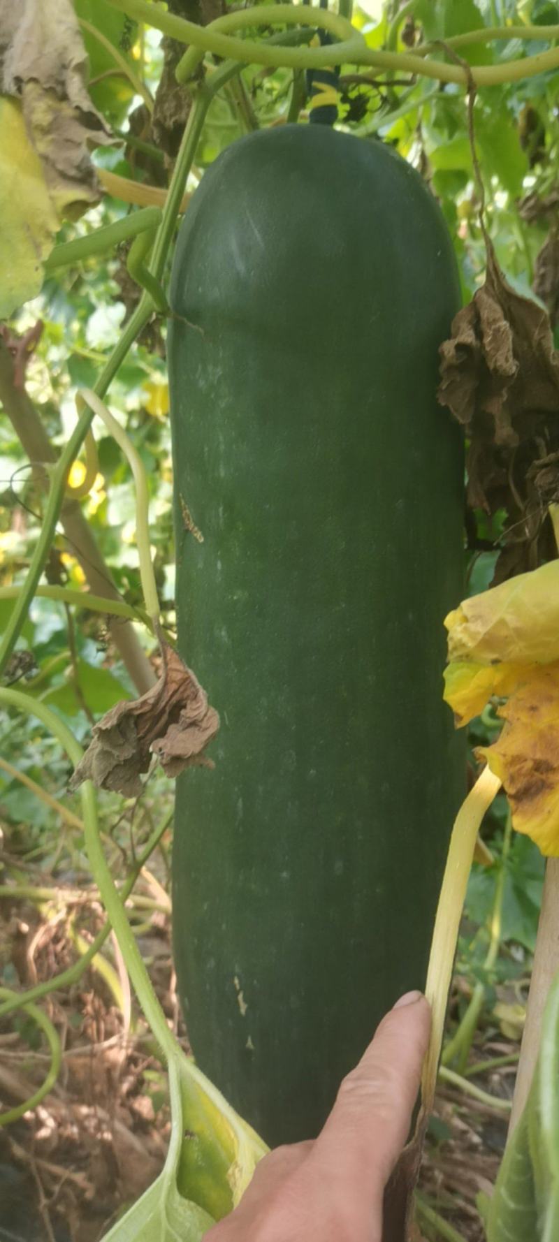黑皮实心冬瓜吊瓜