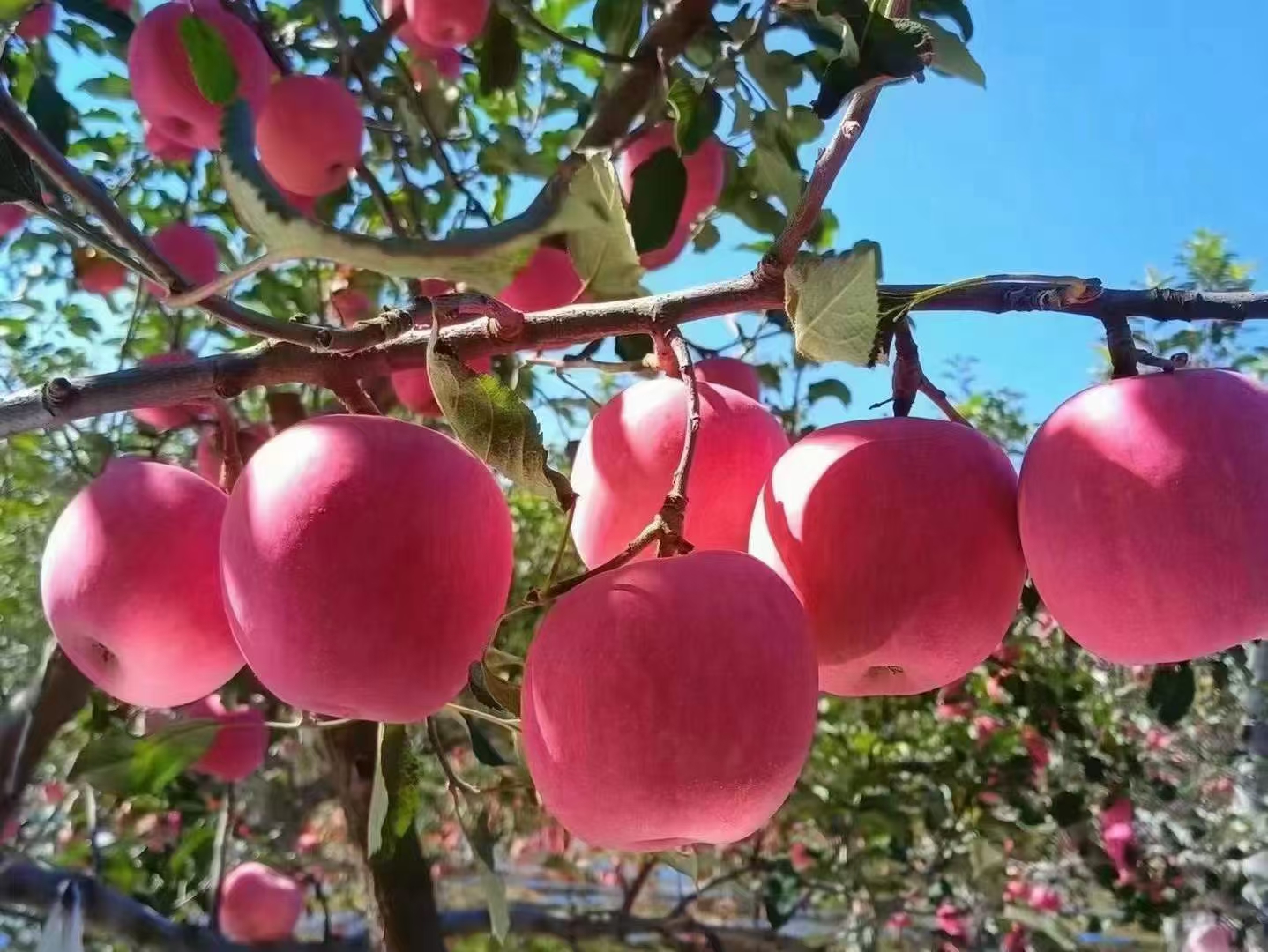 果园中成熟的美八苹果,果实呈红黄相间色泽,表面光滑,果形饱满 美八苹果果园成熟果实特写