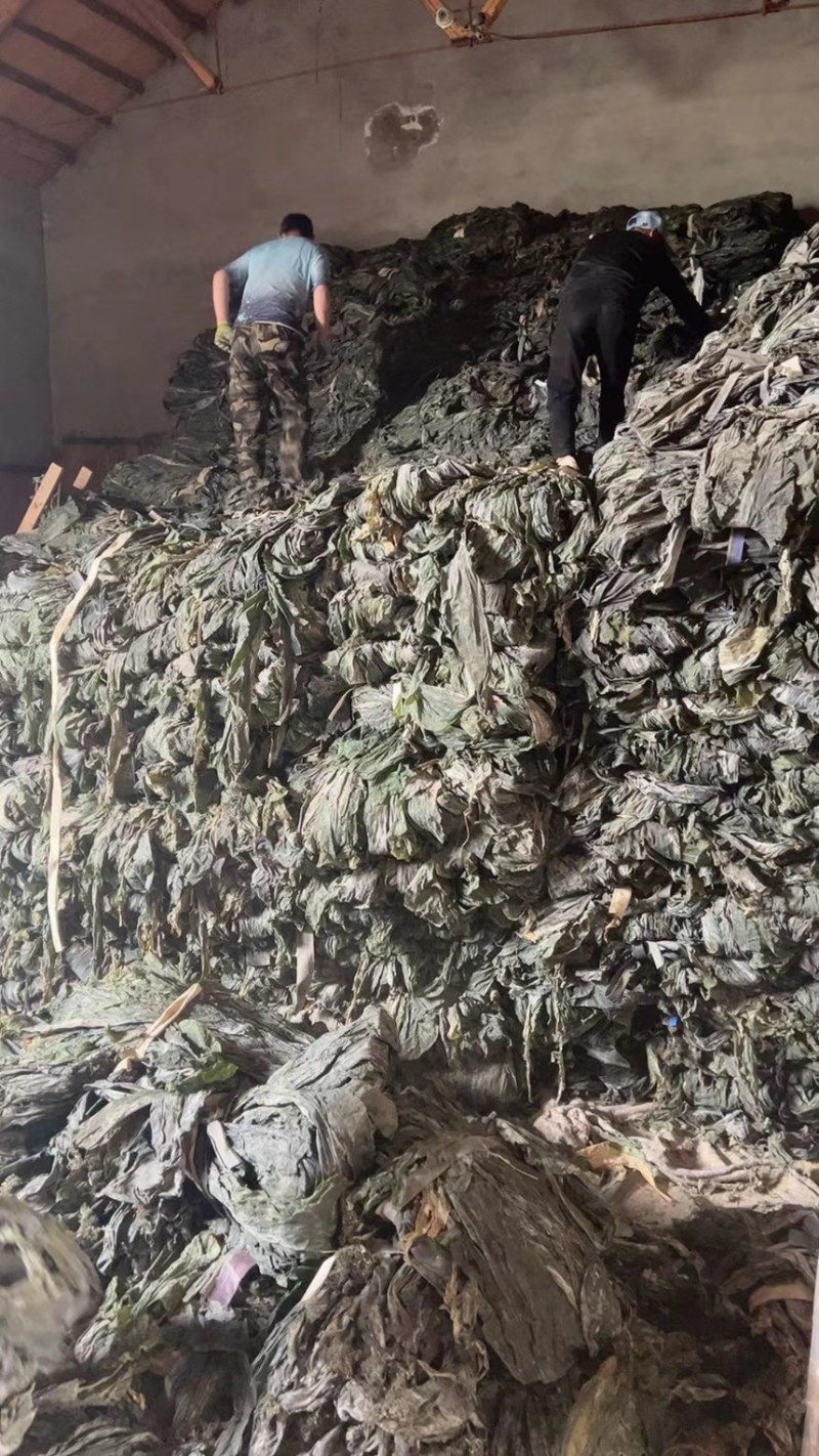 山东后期干海带，厚宽长，少许黄叶黄尾无沙无杂