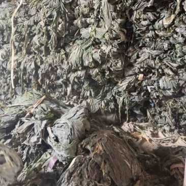 山东后期干海带，厚宽长，少许黄叶黄尾无沙无杂