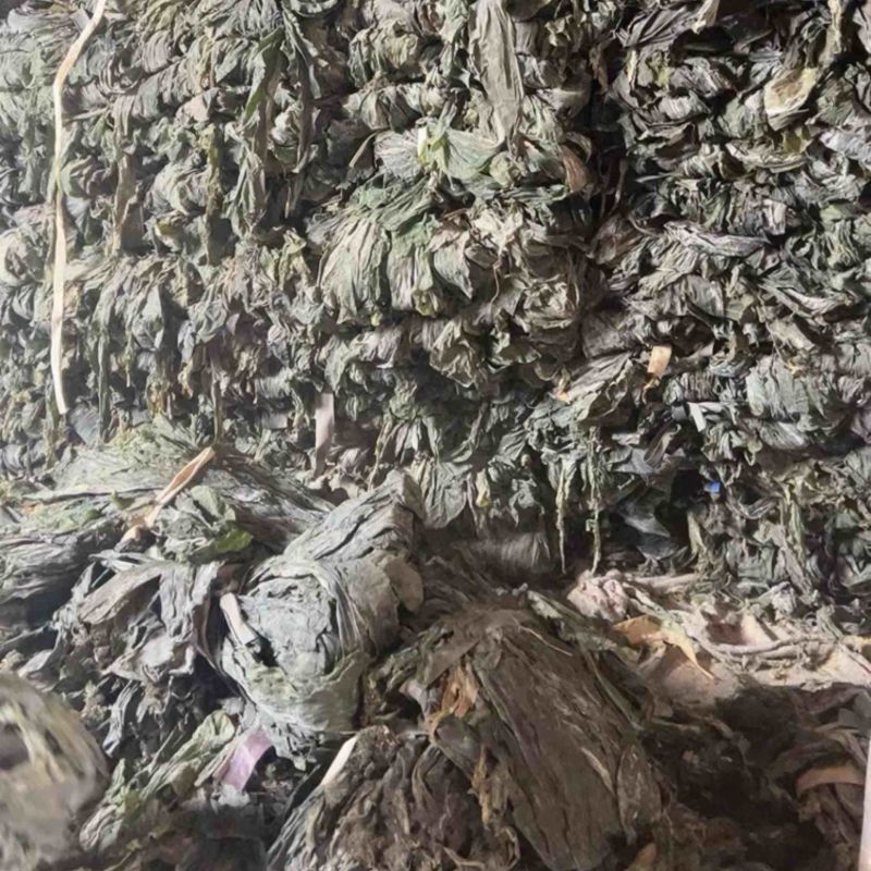 山东后期干海带，厚宽长，少许黄叶黄尾无沙无杂