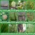 杀菌剂20%噻菌铜主要防治各种细菌性病龙湾龙克均