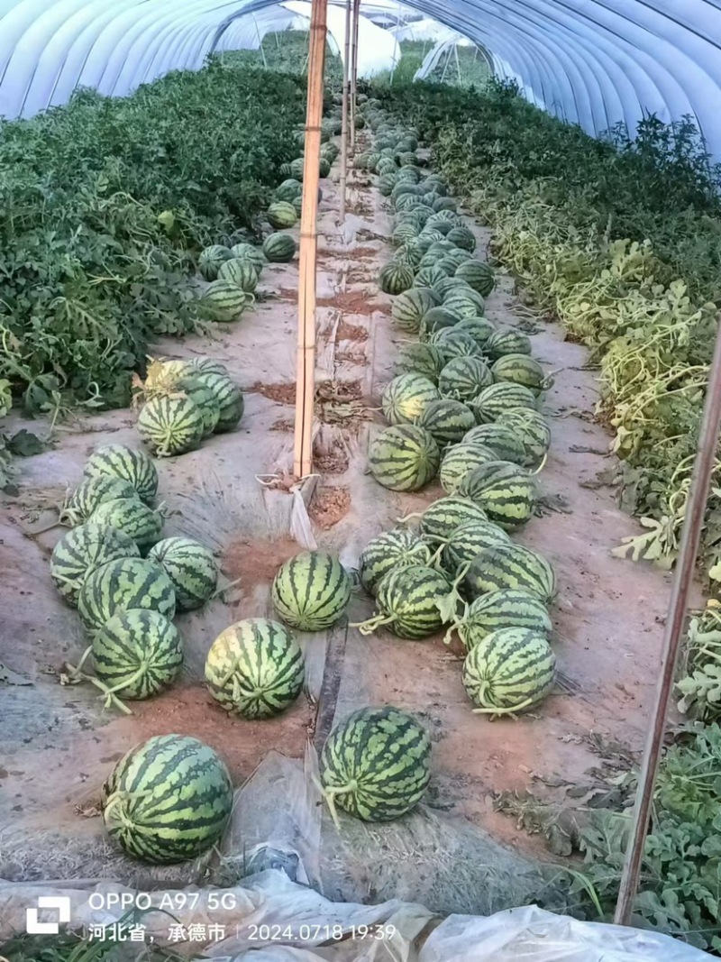 有籽麒麟西瓜大量上市对接全国量大价优欢迎联系