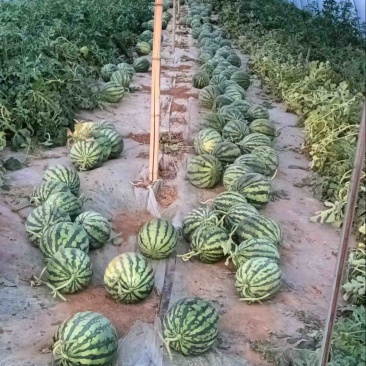 麒麟西瓜有籽大量上市对接全国量大价优欢迎联系