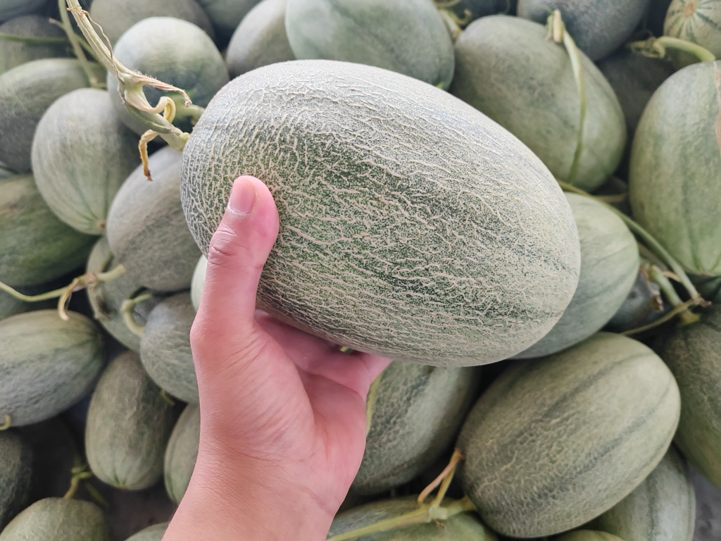 展示多个网纹瓜摆放在一起,旁边有人正在用手轻捏果实判断成熟度 挑选网纹瓜示意图