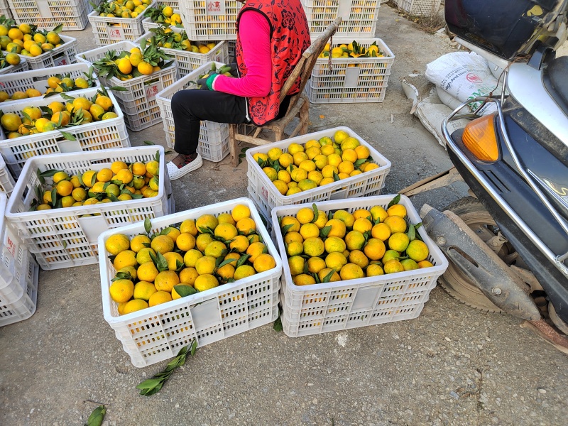 【蜜橘】大量上市，欢迎选购博阳果品出货保证