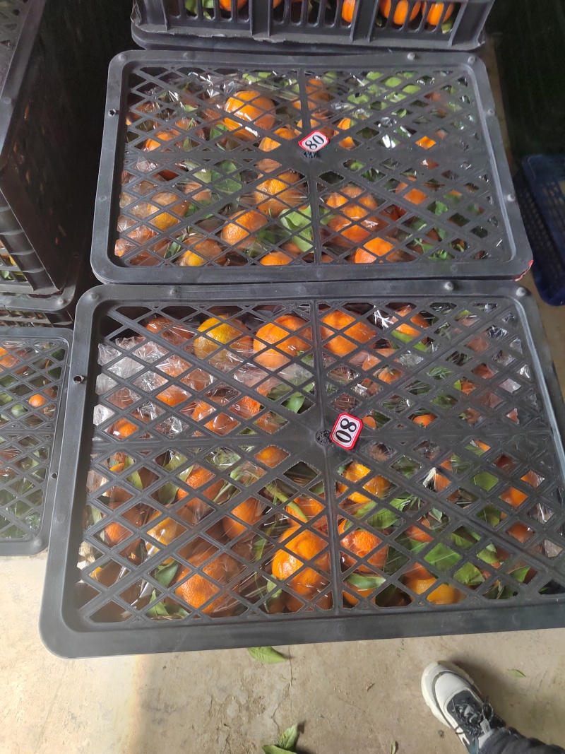 【蜜橘】大量上市，欢迎选购博阳果品出货保证