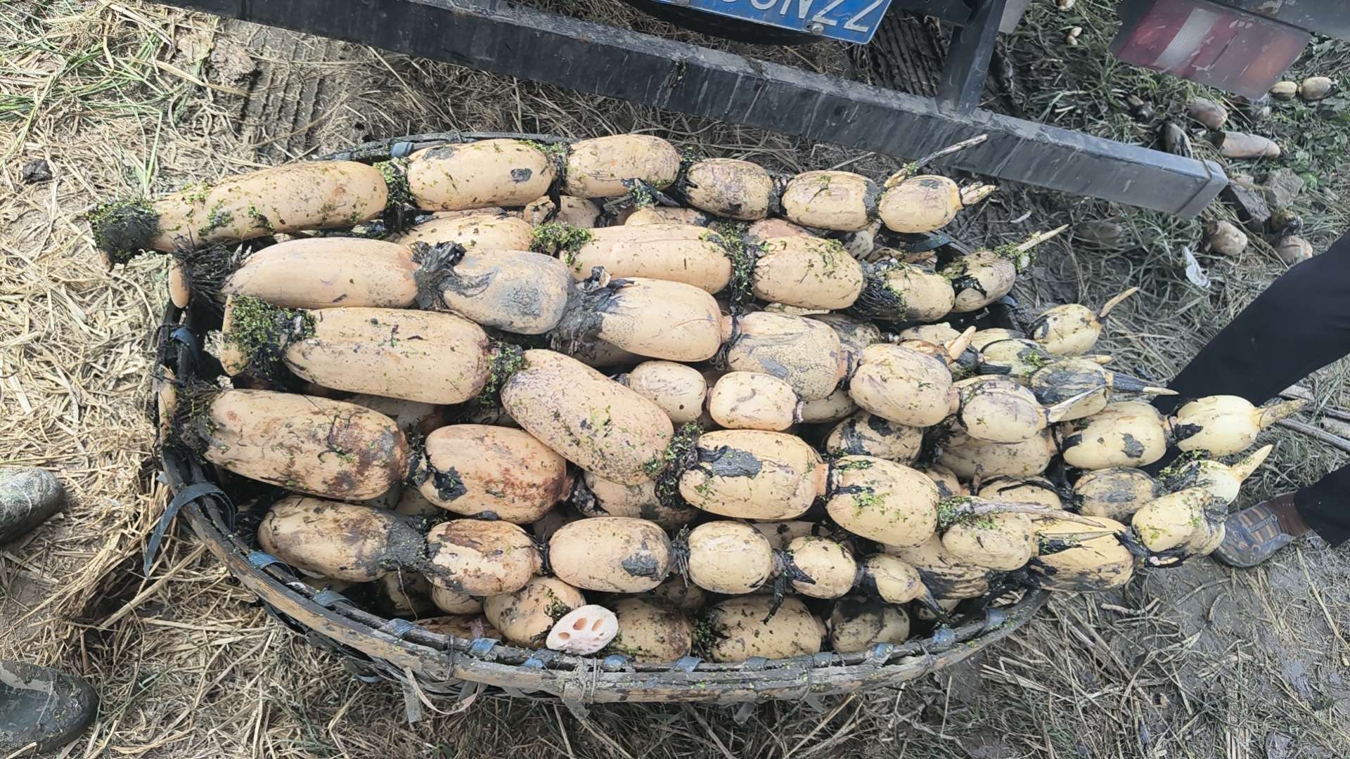 白莲藕种藕田间定植对比图：左为优质种藕（节粗芽壮，覆薄泥）与右为劣质种藕（芽萎节瘦，浮于水面）的同期生长差异