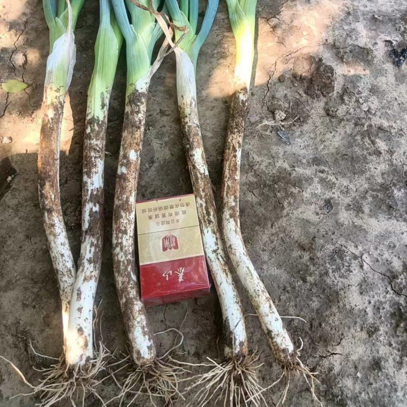 大葱，自家葱地十亩，章丘大葱，***********