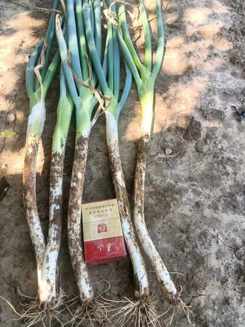 大葱，自家葱地十亩，章丘大葱，***********