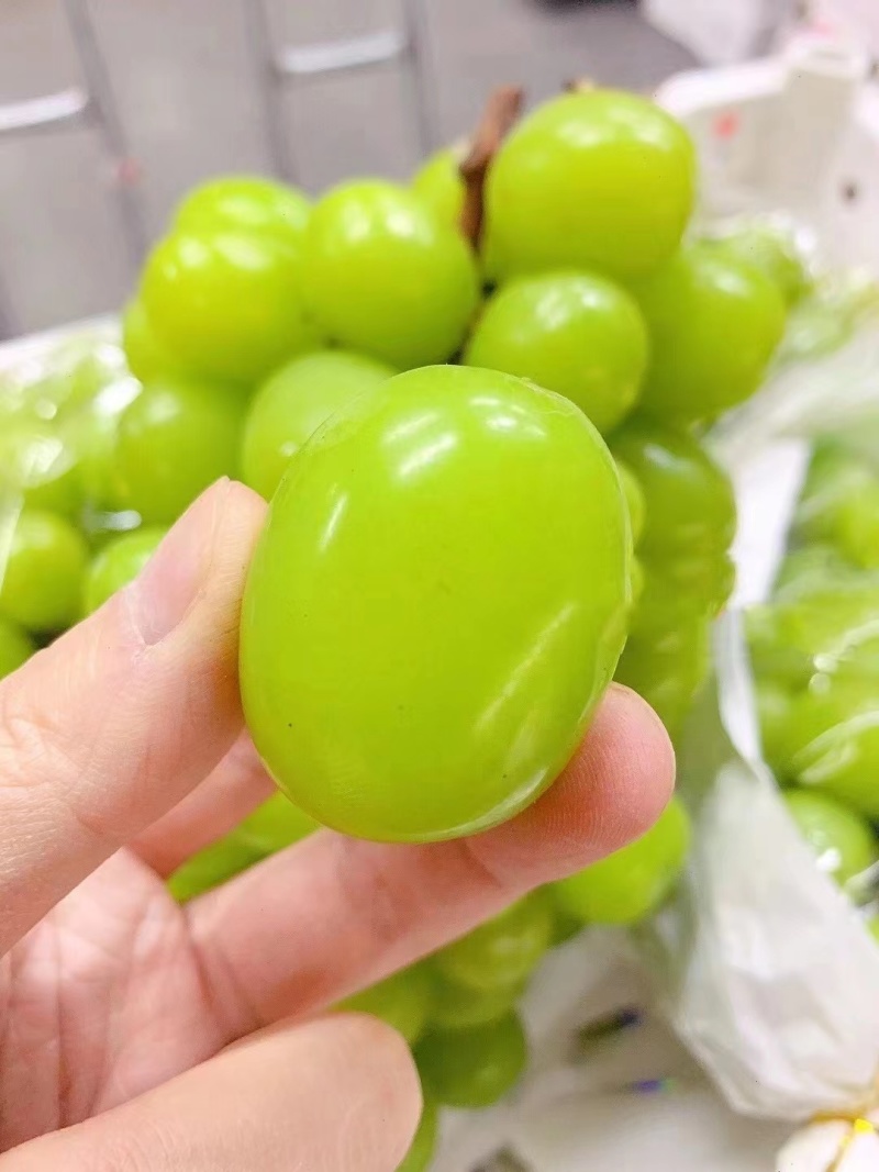 无水淹，无烧棚，山东梁山阳光玫瑰，精品一级果，带价看货
