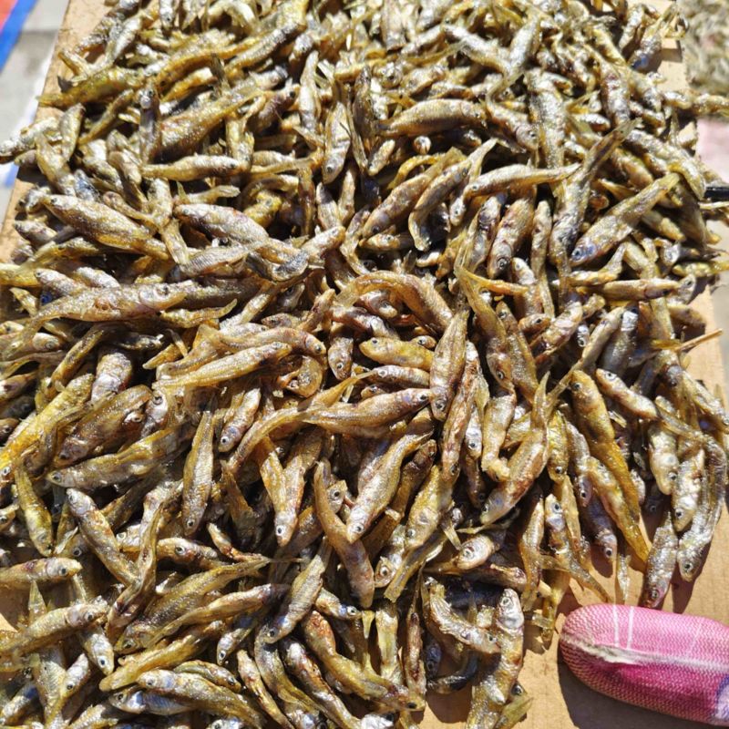 麦穗鱼干小鱼干嫩子鱼麦穗鱼无粉油炸鱼