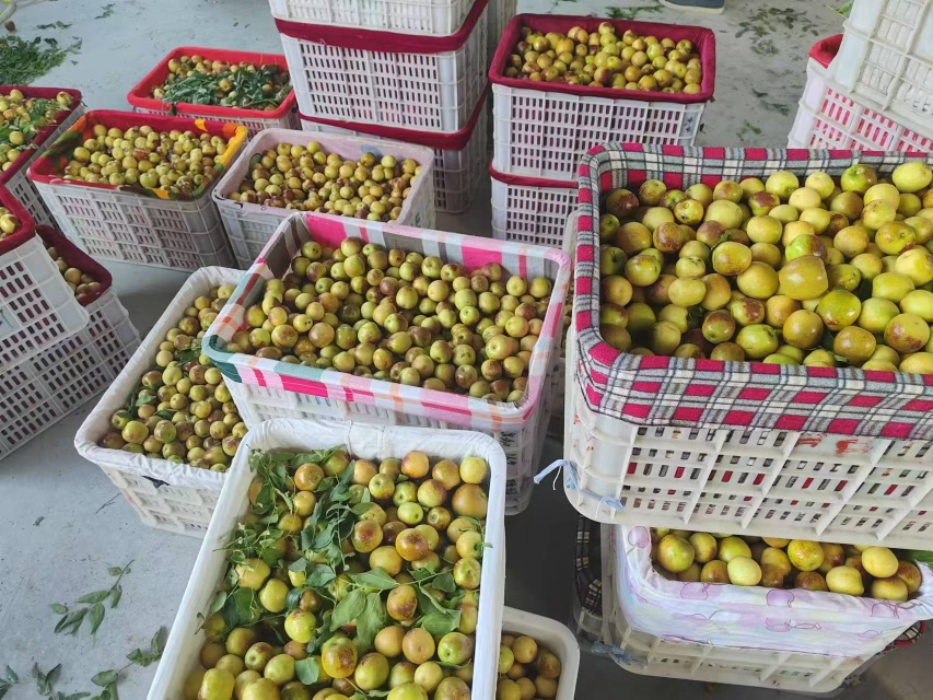 鲜枣冷藏保鲜示意图