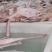 黑棕鹅