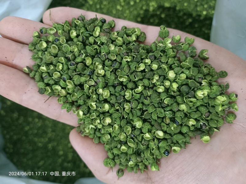 【精品青麻椒】大量现货供应，全年有货，对接商超电商批发商