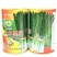 丰本黑田休眠直立型耐寒韭菜种子味浓高产抗病抗倒伏抗干尖韭