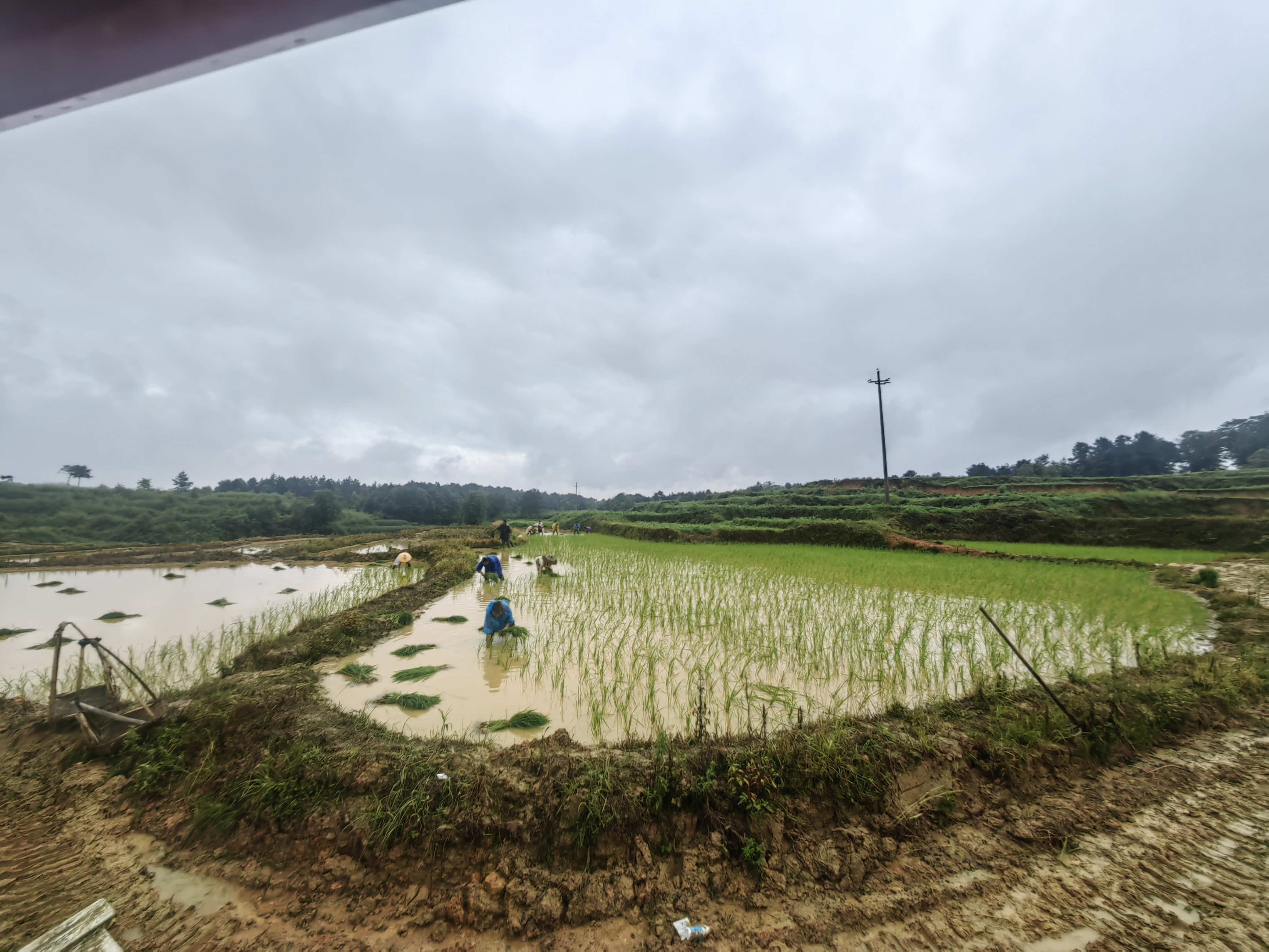 艳河长粒香大米田间管理