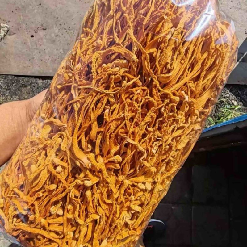 【有好货】东北虫草花批发量大从优全国发货保质保量
