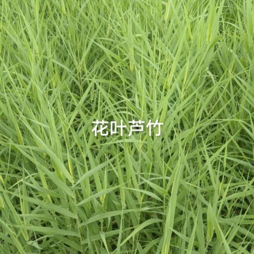 花叶芦竹