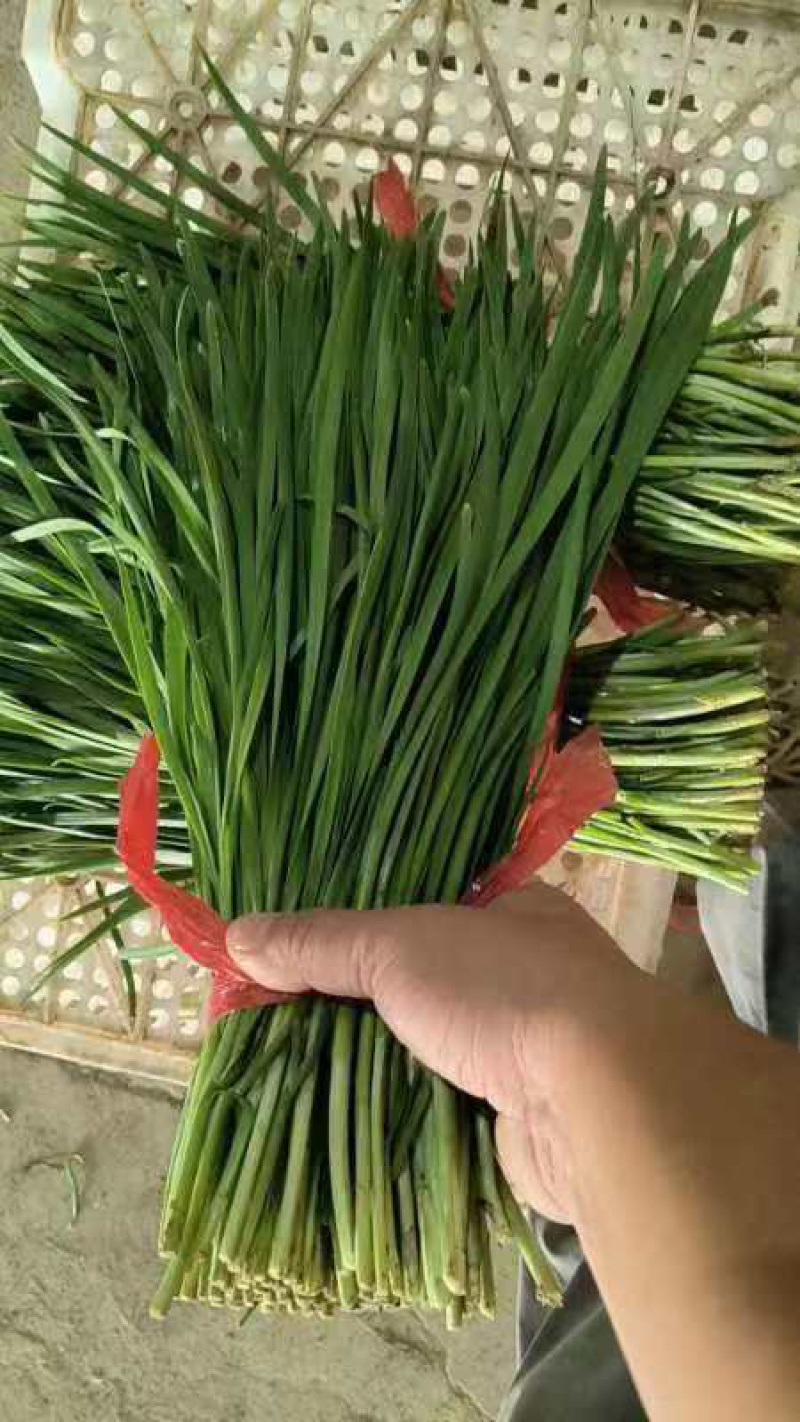 【河北】香河韭菜品质保障规格齐全价格优惠欢迎采购