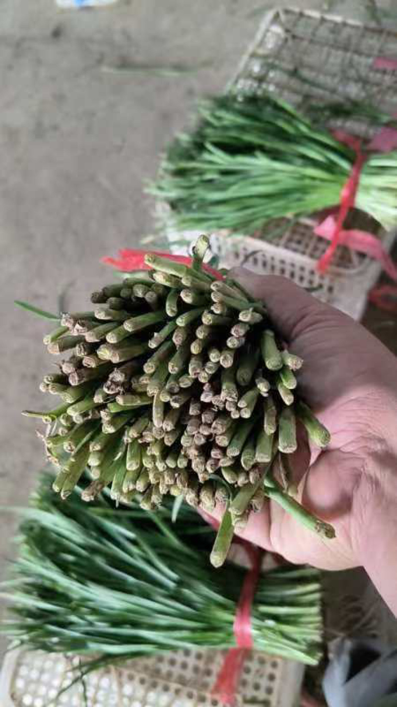 【河北】香河韭菜品质保障规格齐全价格优惠欢迎采购