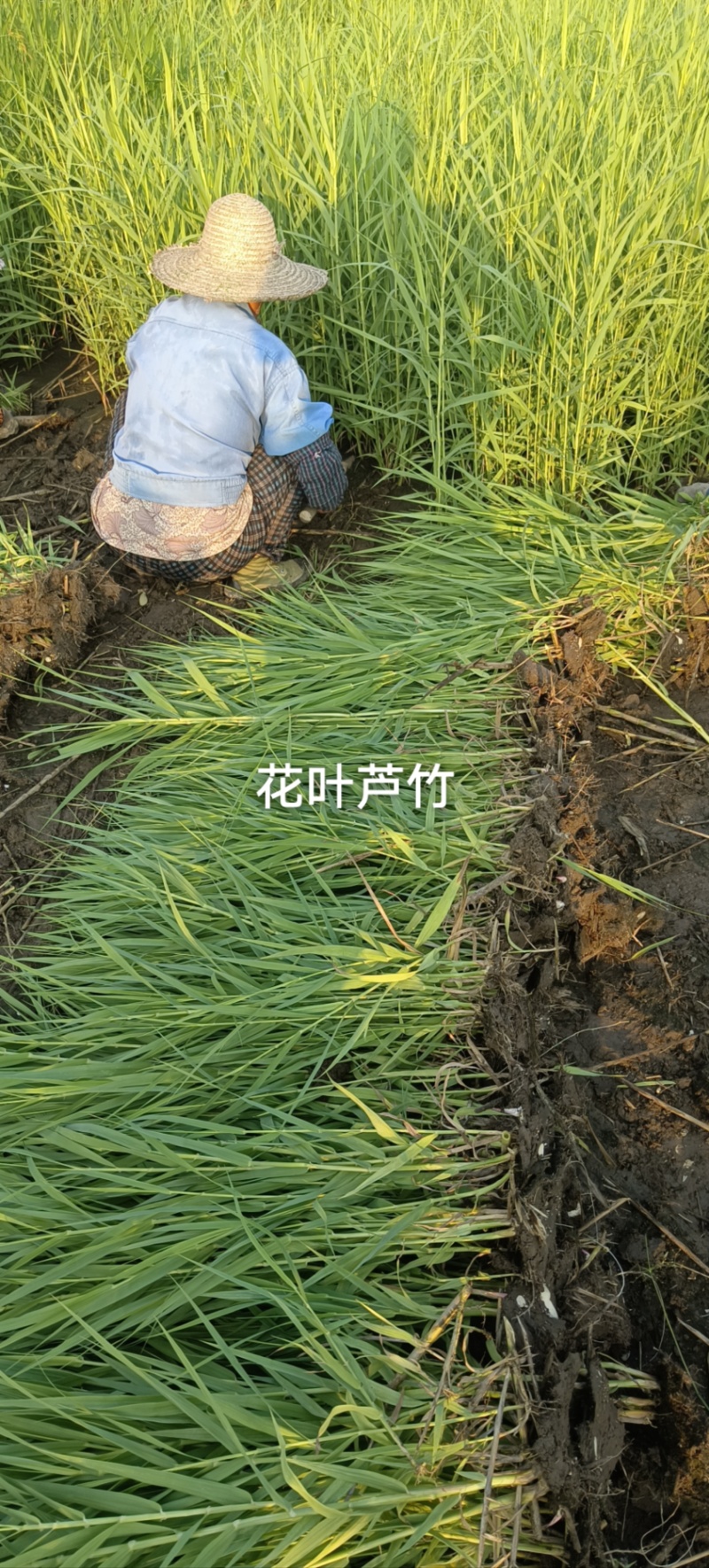 花叶芦竹