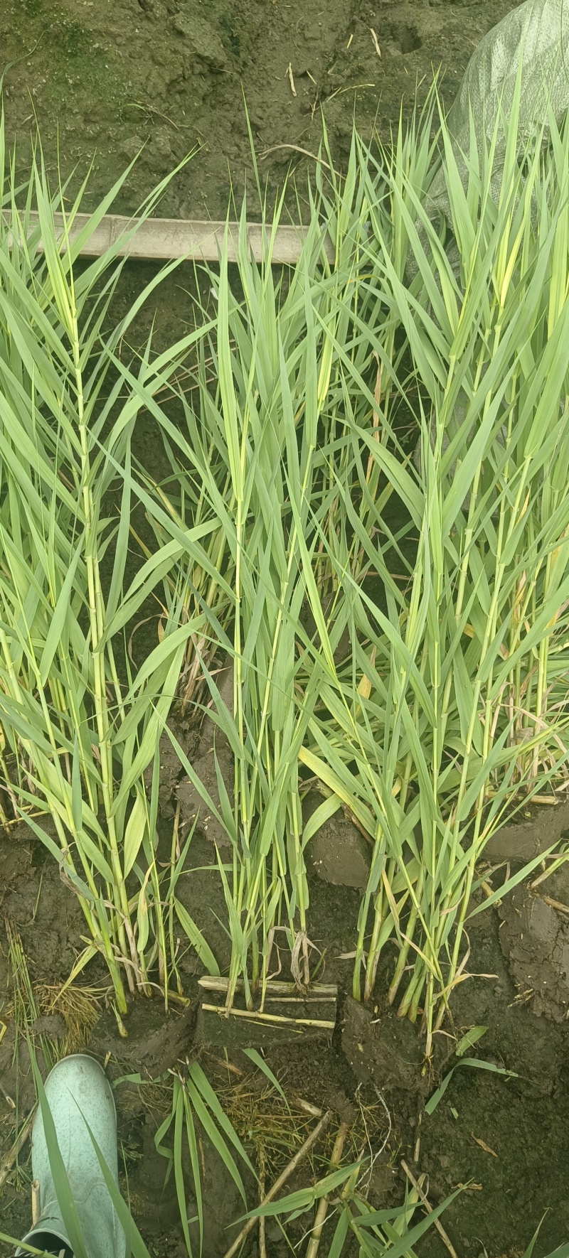 花叶芦竹