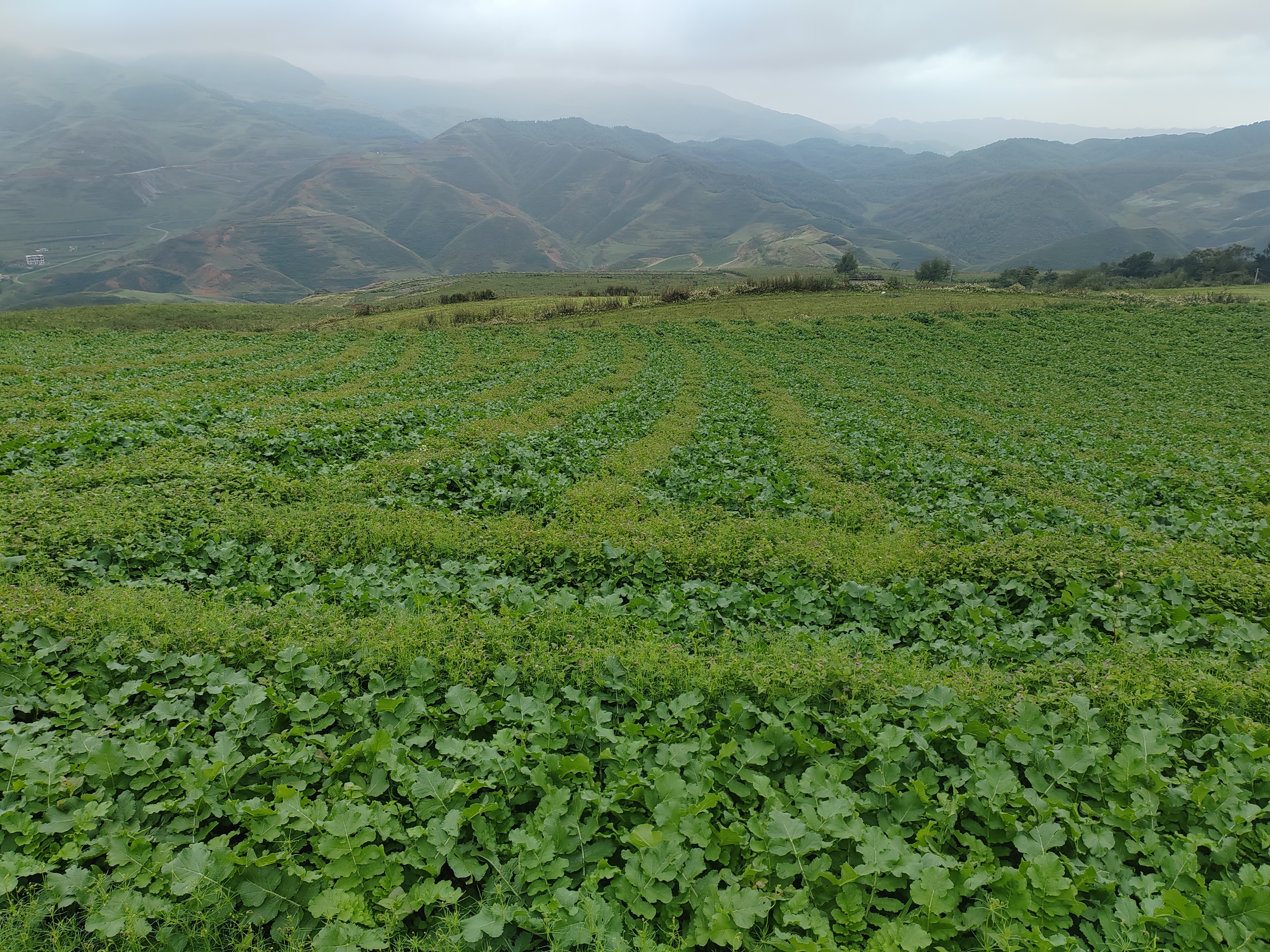 野山萝卜生长环境