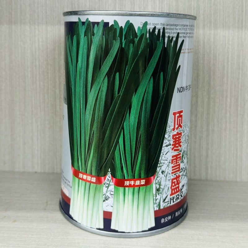 正品顶寒雪盛韭菜种子耐寒韭菜种籽抗寒雪韭露地大棚露天韭菜