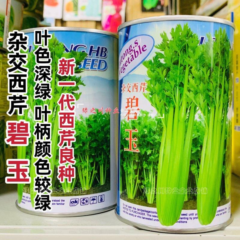 新一代西芹良种碧玉西芹种子籽叶色深绿叶柄颜色较绿杂交芹菜