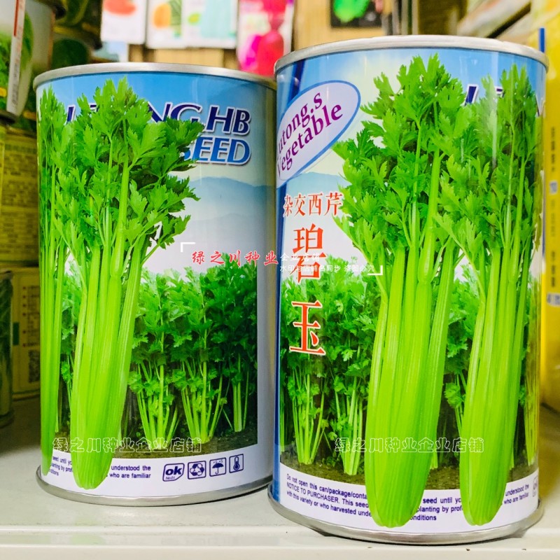 新一代西芹良种碧玉西芹种子籽叶色深绿叶柄颜色较绿杂交芹菜