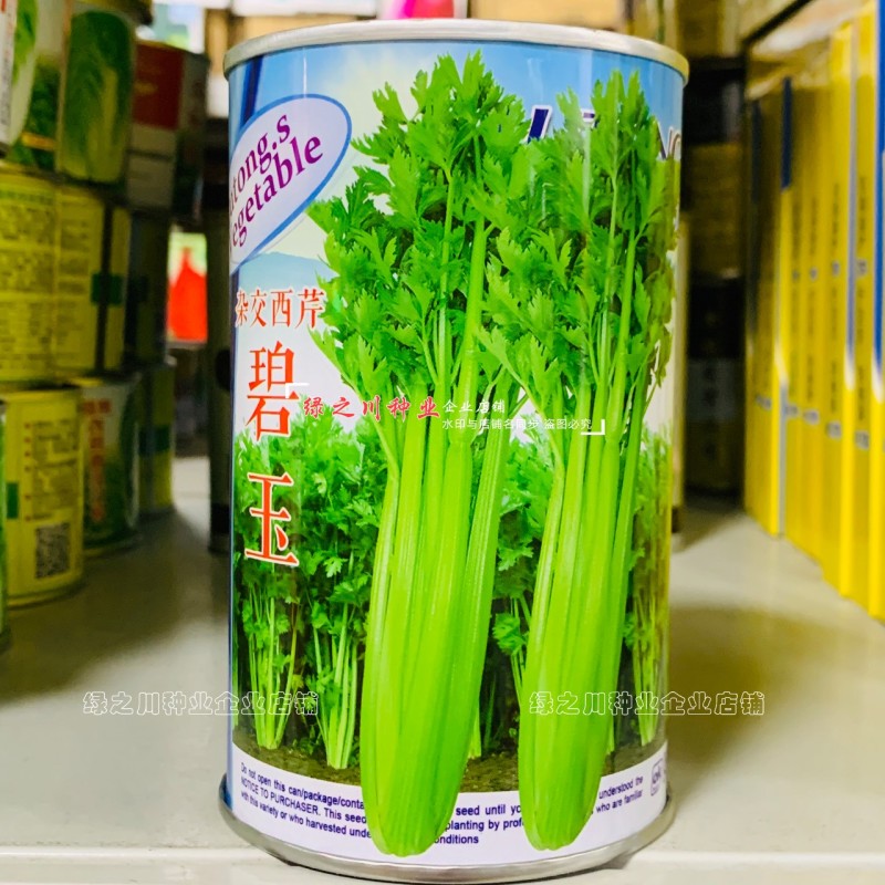 新一代西芹良种碧玉西芹种子籽叶色深绿叶柄颜色较绿杂交芹菜