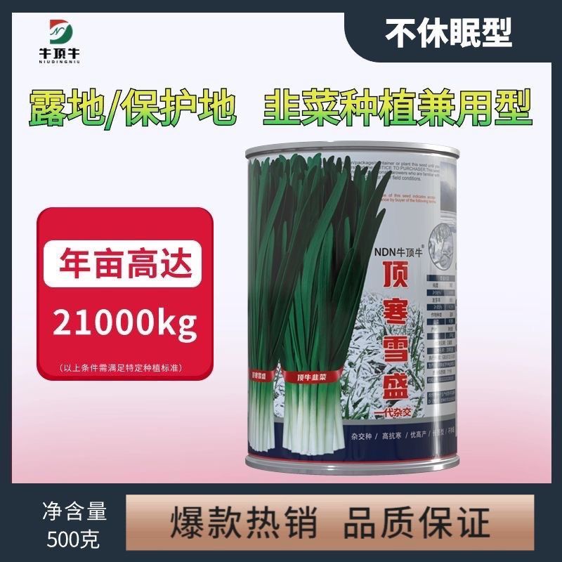 正品顶寒雪盛韭菜种子耐寒韭菜种籽抗寒雪韭露地大棚露天韭菜