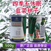 原厂正品顶牛99韭菜种子高产抗病耐寒韭菜种籽大棚露地专用