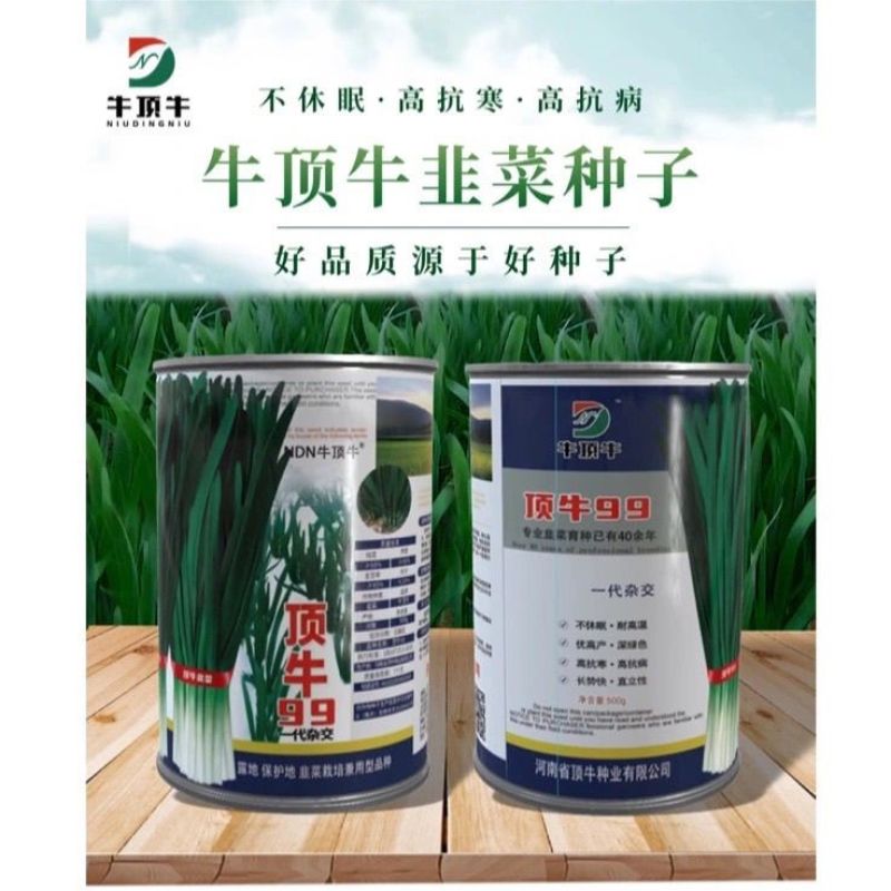 原厂正品顶牛99韭菜种子高产抗病耐寒韭菜种籽大棚露地专用