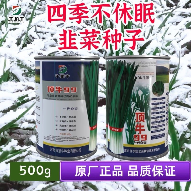 原厂正品顶牛99韭菜种子高产抗病耐寒韭菜种籽大棚露地专用