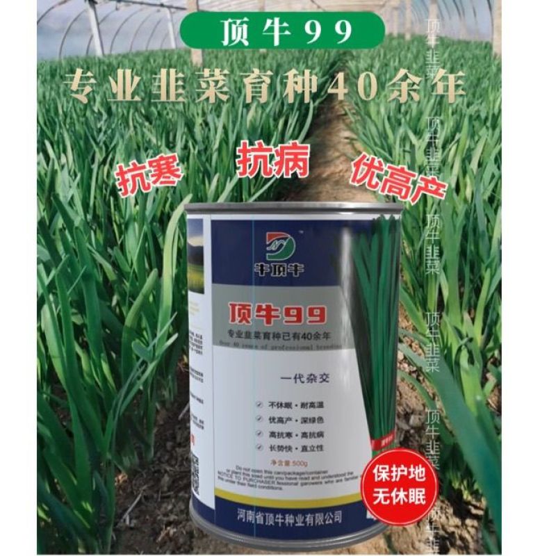 原厂正品顶牛99韭菜种子高产抗病耐寒韭菜种籽大棚露地专用