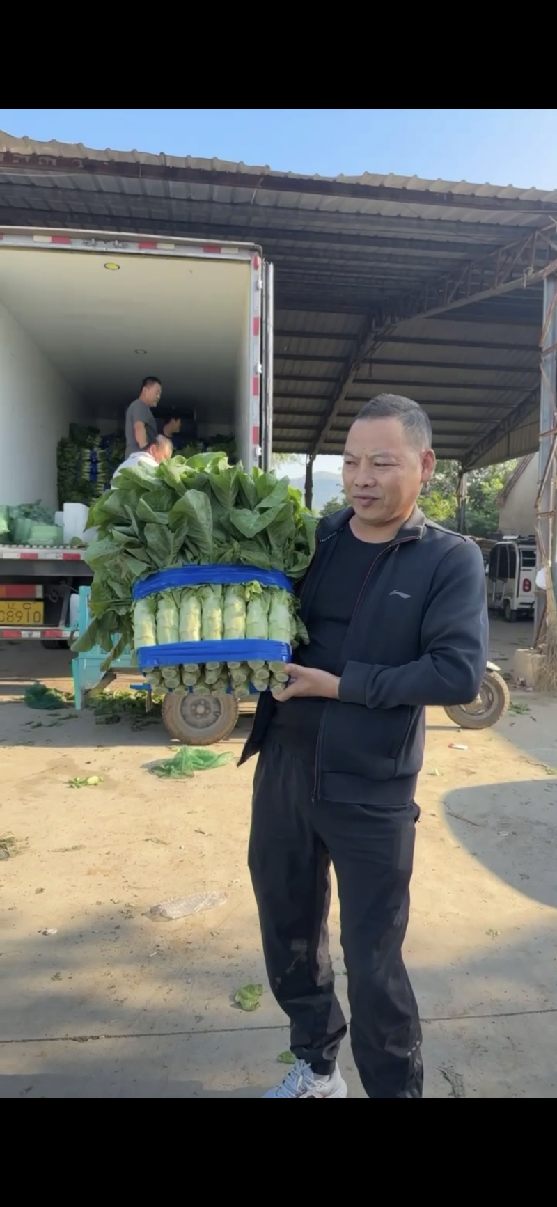 【新鲜莴苣】山东三青莴苣大量上市欢迎老板【前来咨询】