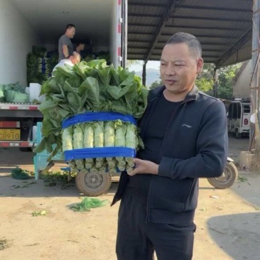 【推荐】精品三青莴苣大量上市中常年代收品质保障价优