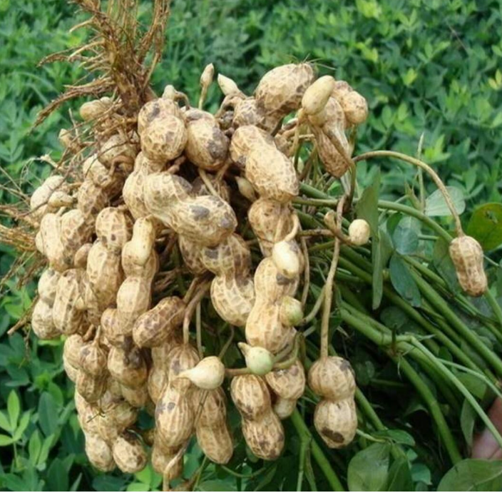 花生与蚕豆营养成分对比图