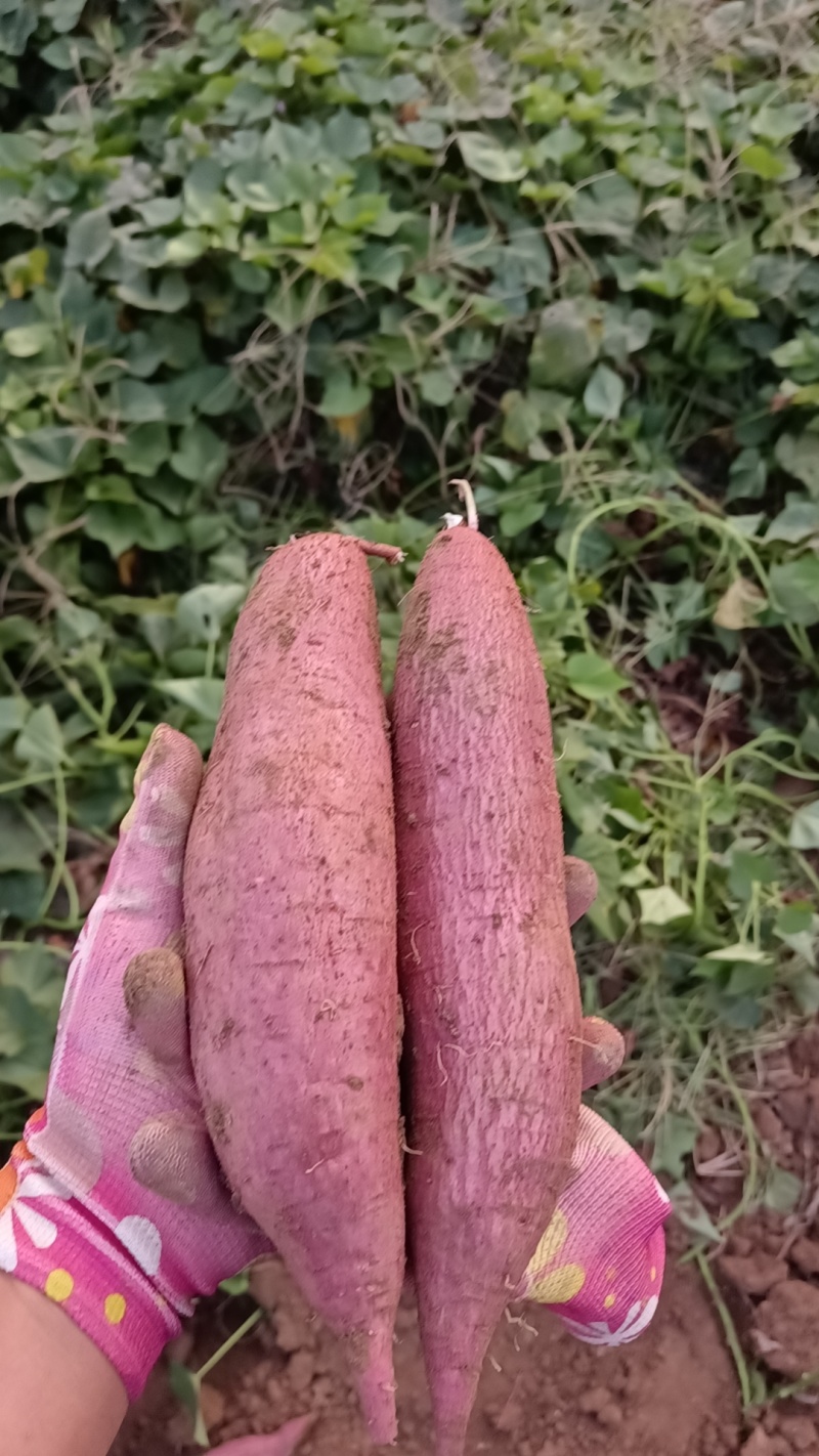 一指香板栗薯，山西运城盐湖区，秦薯五号，干面无丝甜