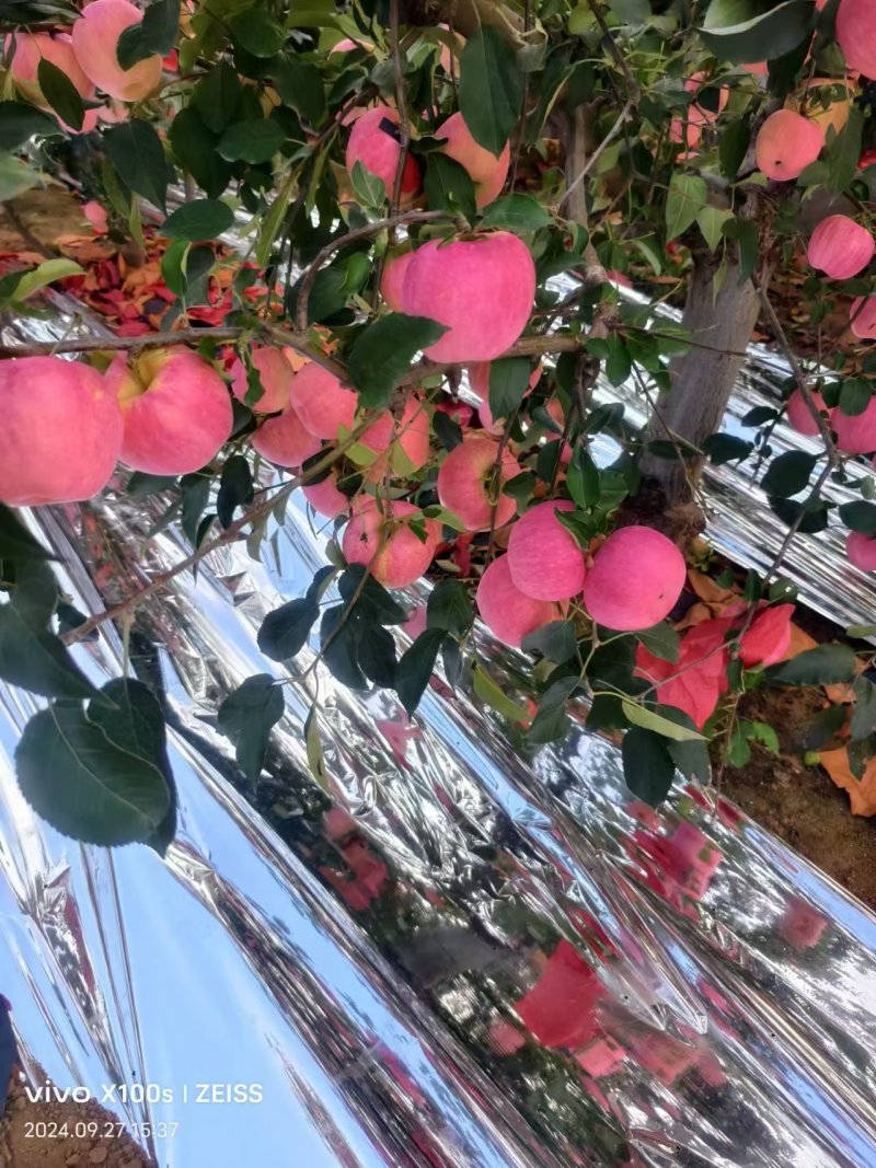 辽宁寒富苹果当季新鲜水果脆甜整箱批发