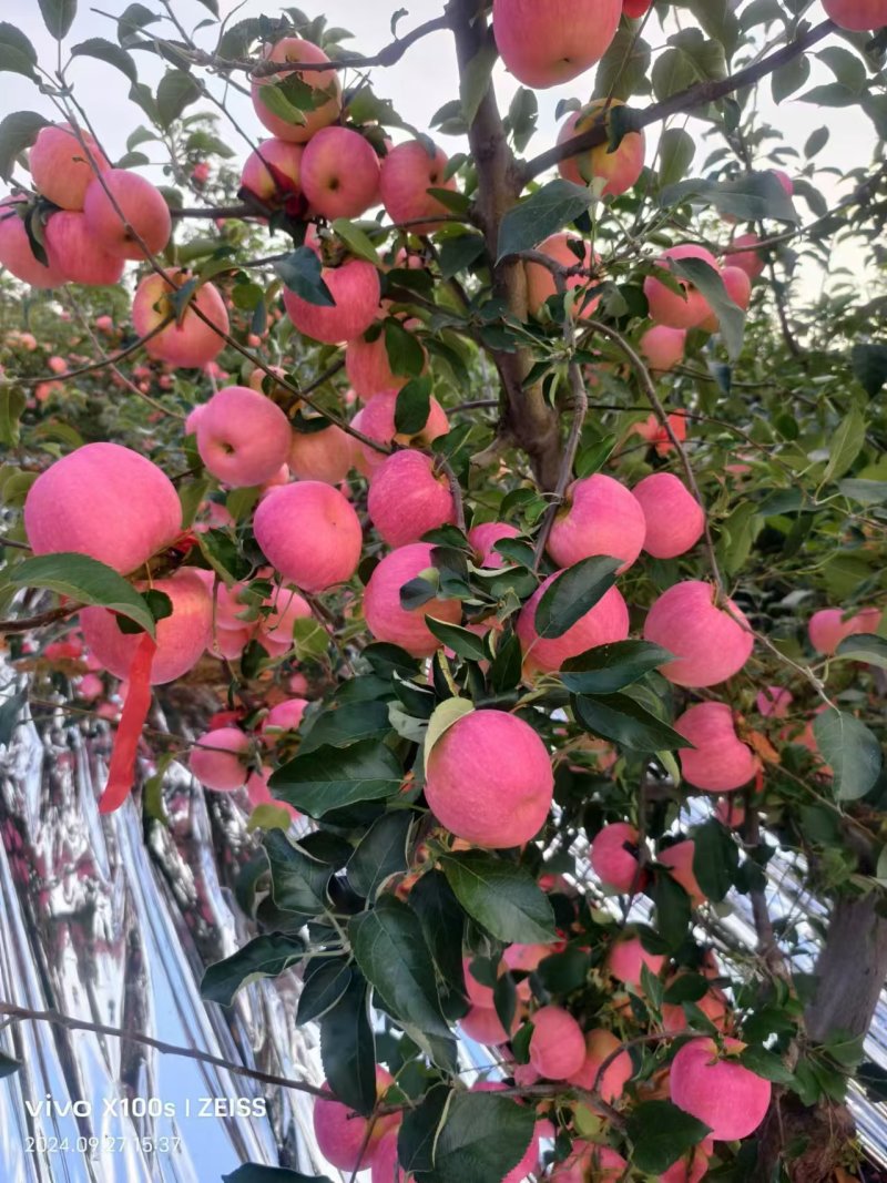 辽宁寒富苹果当季新鲜水果脆甜整箱批发
