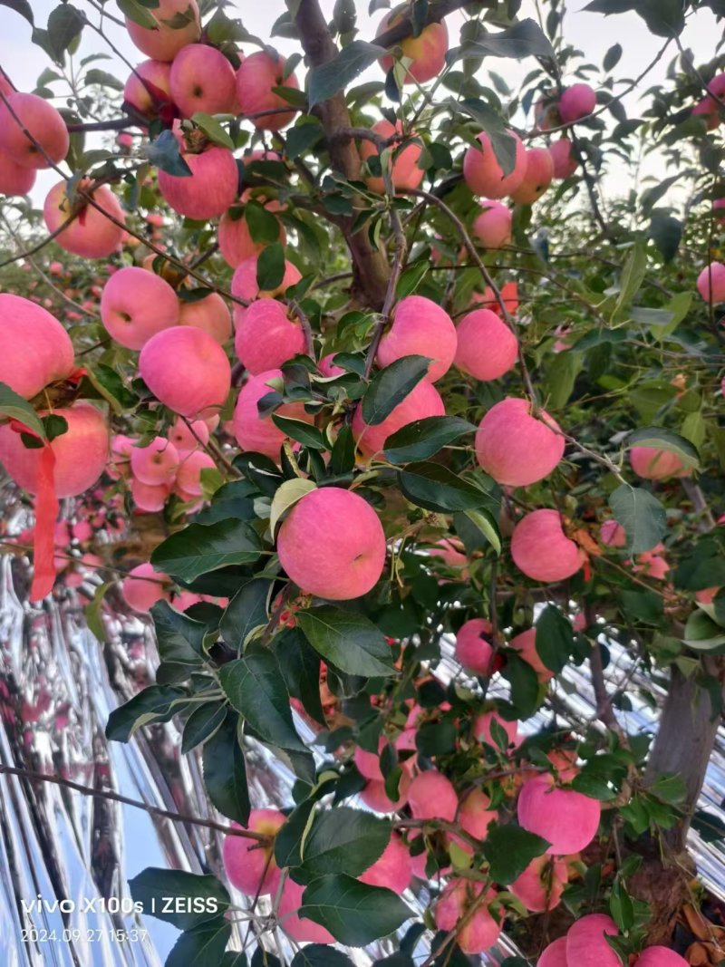 辽宁寒富苹果当季新鲜水果脆甜整箱批发