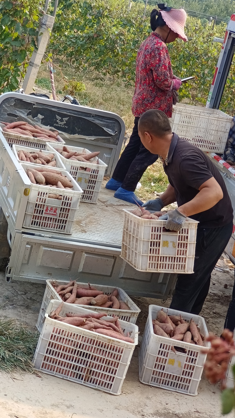 山西运城板栗红薯，秦薯五号，表面光泽，干面无丝，供大小客
